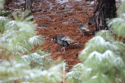 DSC_0819 (Large).JPG